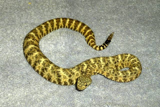 Neonate Speck.jpg [68 Kb]